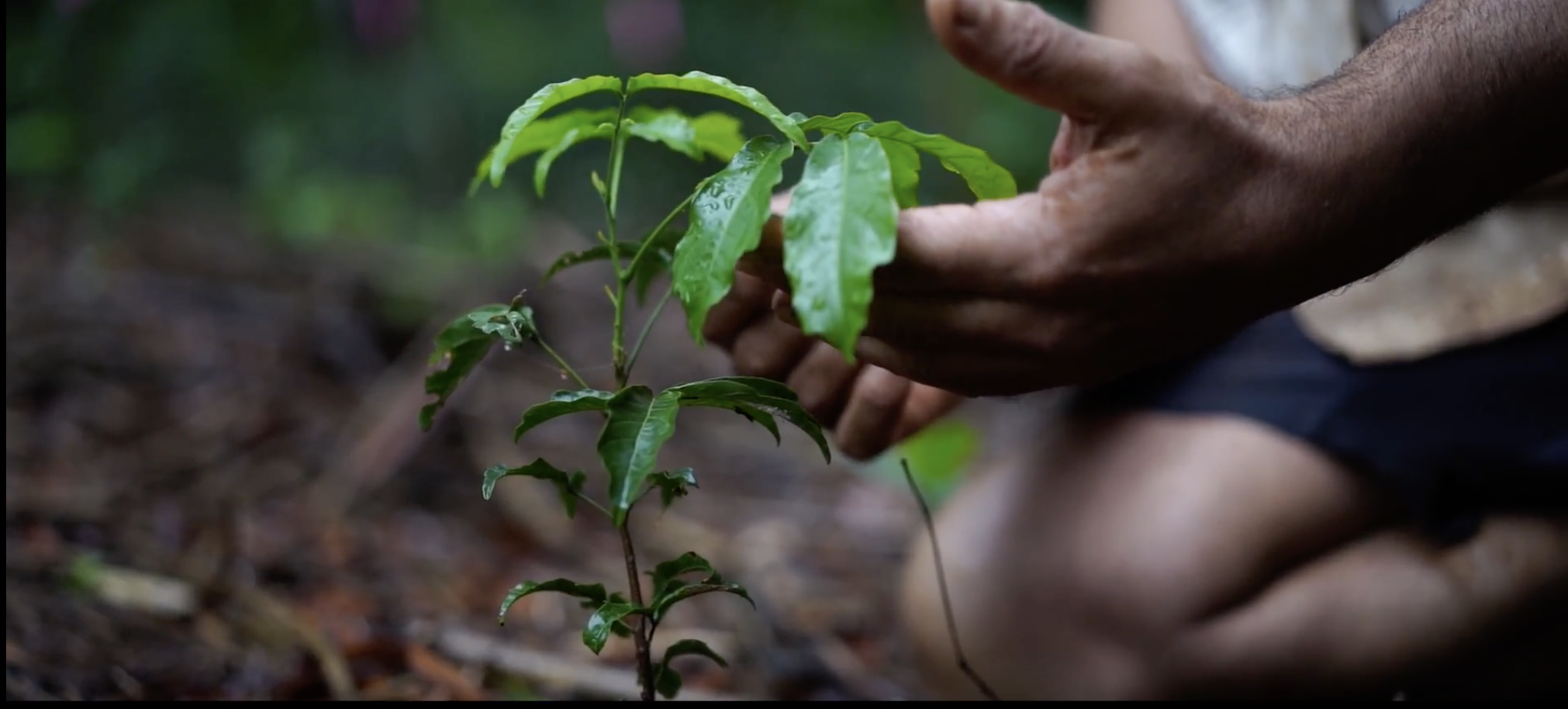 ReForest Now